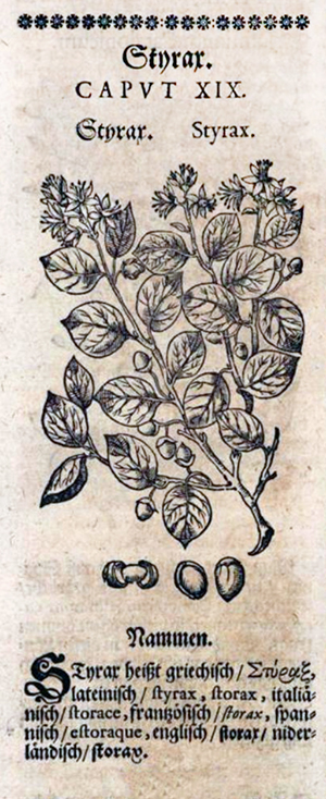 Styrax - KrÃ¤uterbuch 1678 - Detailansicht
