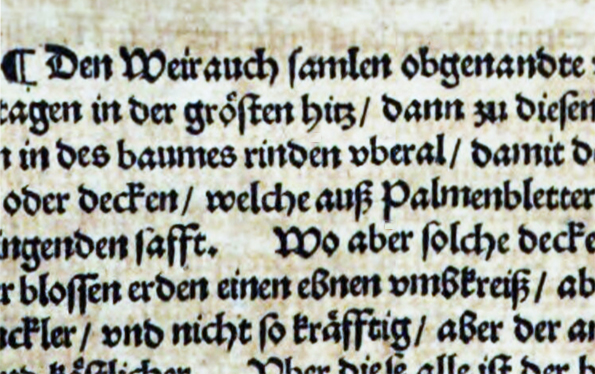 Kraeuterbuch 1563 - Marrioli - Detail