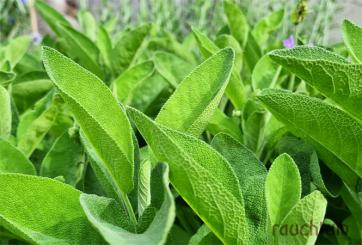 Räuchersalbei Afrika 