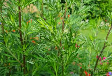 Beifuß Vollmondernte 