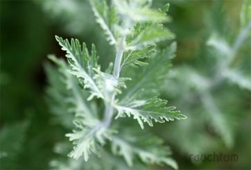 Blauraute - Russischer Salbei 