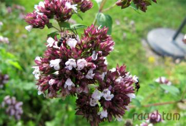 Dost - wilder Majoran - bio 