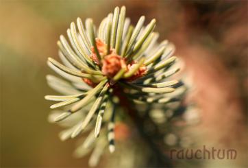 Fichtenspitzen - Fichtennadeln 