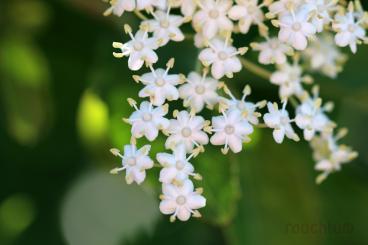 Holunder Blüten 