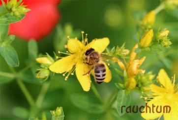 Johanniskraut Mondernte 