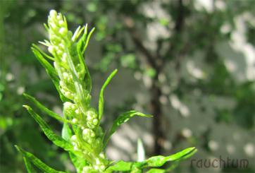 amerikanisches Traumkraut 