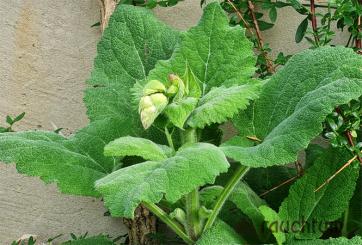 Muskatellersalbei bio 