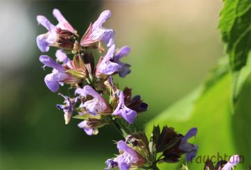Salbei Blüten 