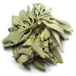 Weißer Salbei - Bruch - 1A 