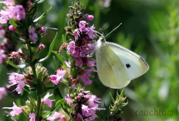Ysop Blüten und Kraut 