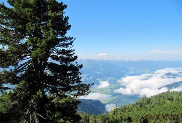 Zirbenharz Österreich 