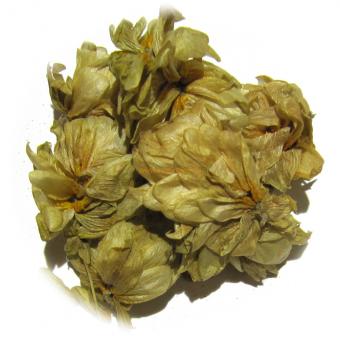 Hopfen 