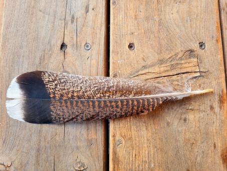 Räucherfeder Wild Turkey - groß 