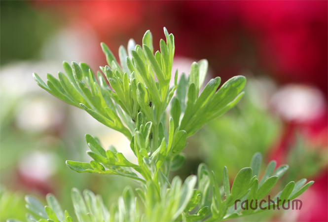 20 g Räucherwerk Artemisia absinthium Wermut 