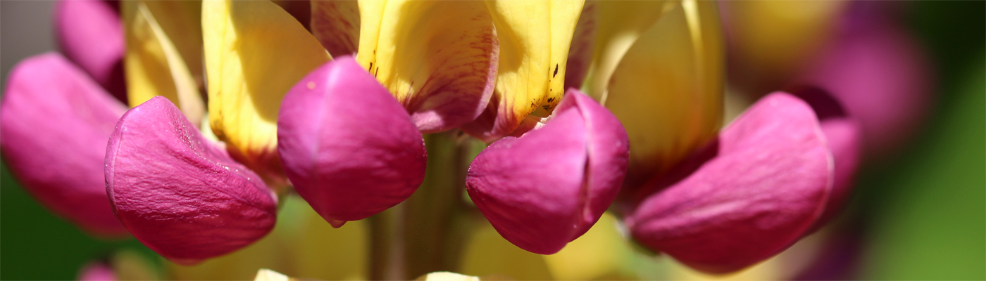 header-lupinie